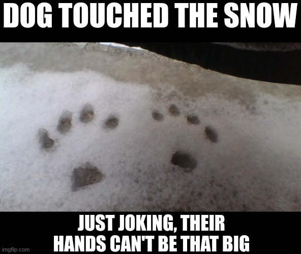 DOG TOUCHED THE SNOW; JUST JOKING, THEIR HANDS CAN'T BE THAT BIG | image tagged in memes,funny | made w/ Imgflip meme maker