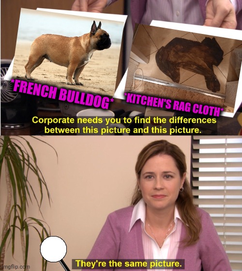 -Come on, boy! | *FRENCH BULLDOG*; *KITCHEN'S RAG CLOTH* | image tagged in memes,they're the same picture,french fries,french bulldog,lord kitchener,clothes | made w/ Imgflip meme maker