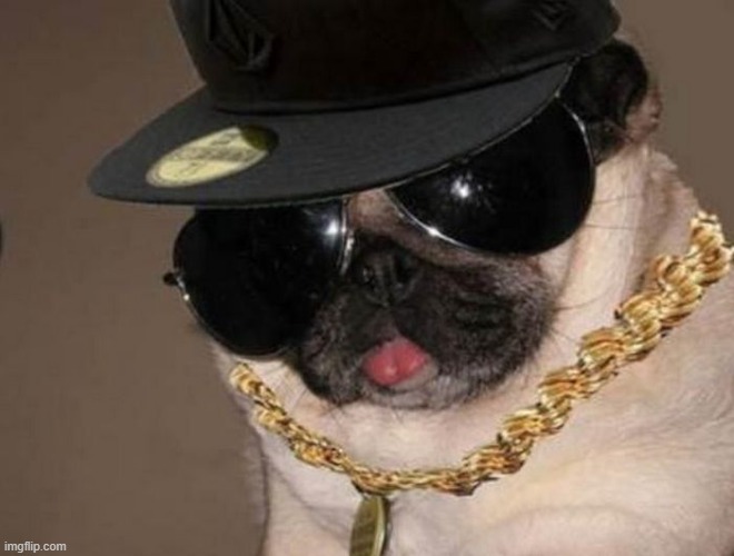 Gangster Pug | image tagged in gangster pug | made w/ Imgflip meme maker