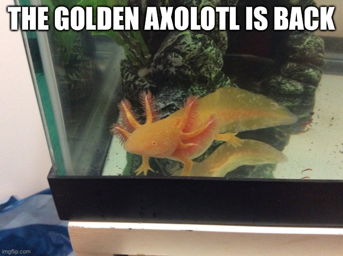 Here’s more axolotl for those who asked | THE GOLDEN AXOLOTL IS BACK | image tagged in axolotl | made w/ Imgflip meme maker