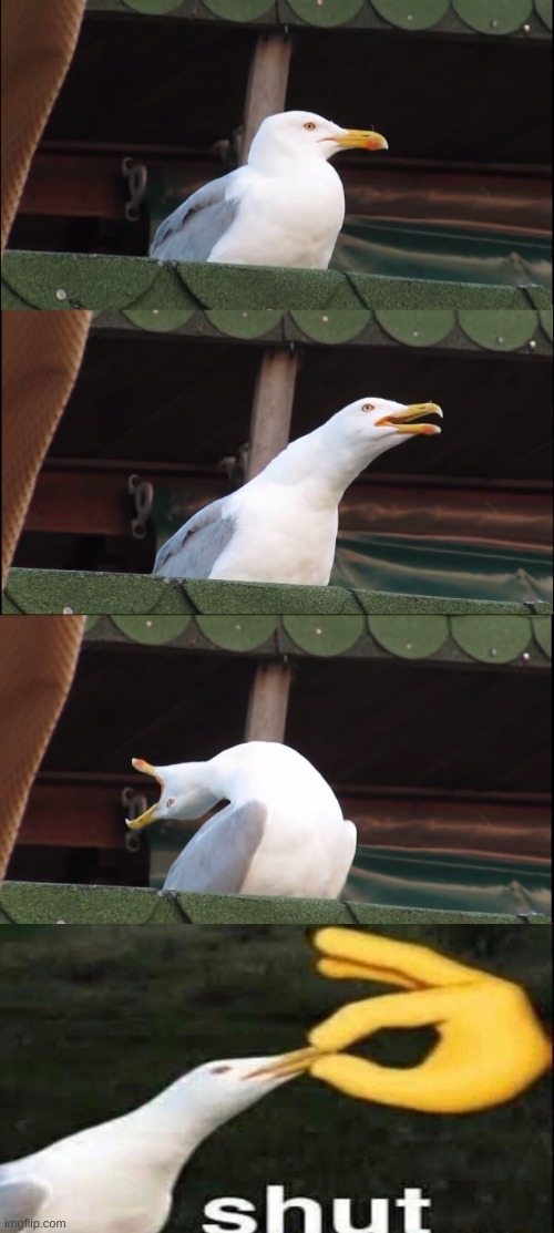 SHUT | image tagged in memes,inhaling seagull | made w/ Imgflip meme maker