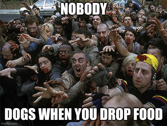 dogs when you drop food | NOBODY; DOGS WHEN YOU DROP FOOD | image tagged in zombies approaching | made w/ Imgflip meme maker