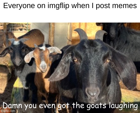 true | Everyone on imgflip when I post memes; Damn you even got the goats laughing | image tagged in damn | made w/ Imgflip meme maker