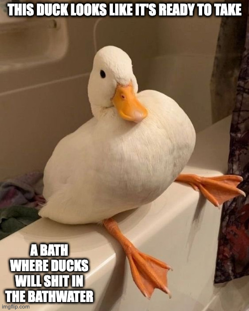Duck on the Rim of the Bathtub | THIS DUCK LOOKS LIKE IT'S READY TO TAKE; A BATH WHERE DUCKS WILL SHIT IN THE BATHWATER | image tagged in duck,memes | made w/ Imgflip meme maker