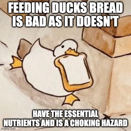 Duck With Slice of Bread | FEEDING DUCKS BREAD IS BAD AS IT DOESN'T; HAVE THE ESSENTIAL NUTRIENTS AND IS A CHOKING HAZARD | image tagged in duck,memes | made w/ Imgflip meme maker