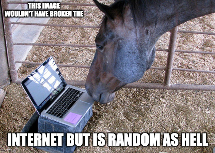 Horse WIth Laptop | THIS IMAGE WOULDN'T HAVE BROKEN THE; INTERNET BUT IS RANDOM AS HELL | image tagged in horse,computer,memes | made w/ Imgflip meme maker