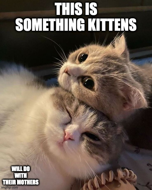 Kitten Laying on Top of Mother | THIS IS SOMETHING KITTENS; WILL DO WITH THEIR MOTHERS | image tagged in cats,memes | made w/ Imgflip meme maker