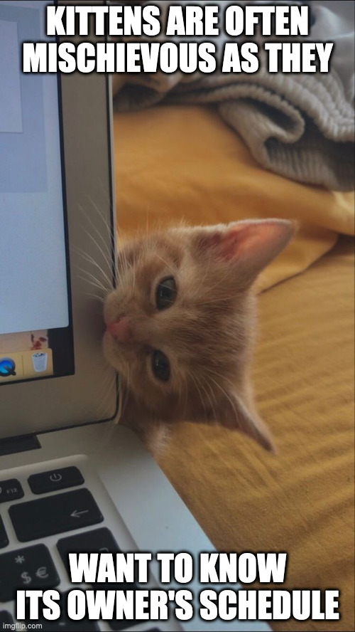 Kitten Munching on Laptop Screen | KITTENS ARE OFTEN MISCHIEVOUS AS THEY; WANT TO KNOW ITS OWNER'S SCHEDULE | image tagged in cats,memes | made w/ Imgflip meme maker