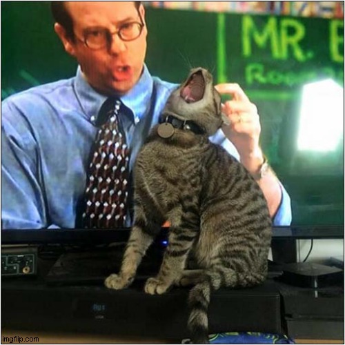 Aaahh! .... That's The Spot ! | image tagged in cats,television,optical illusion | made w/ Imgflip meme maker