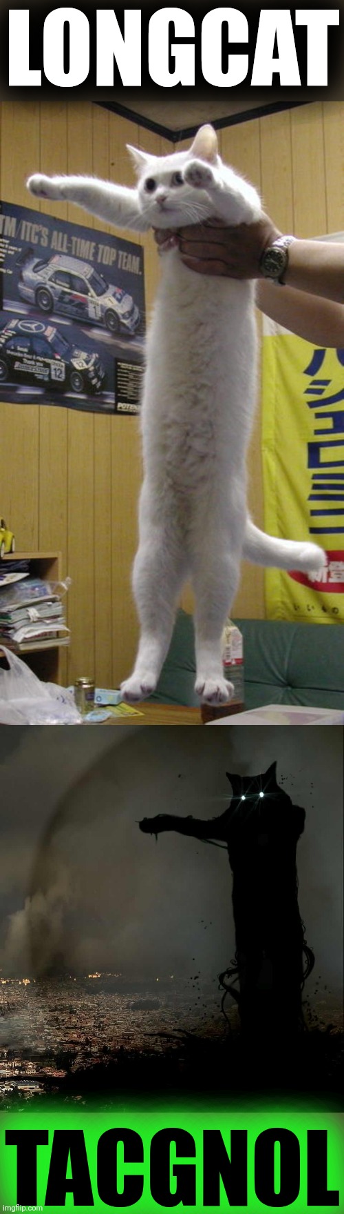 LONGCAT TACGNOL | image tagged in longcat,godzilla cat | made w/ Imgflip meme maker