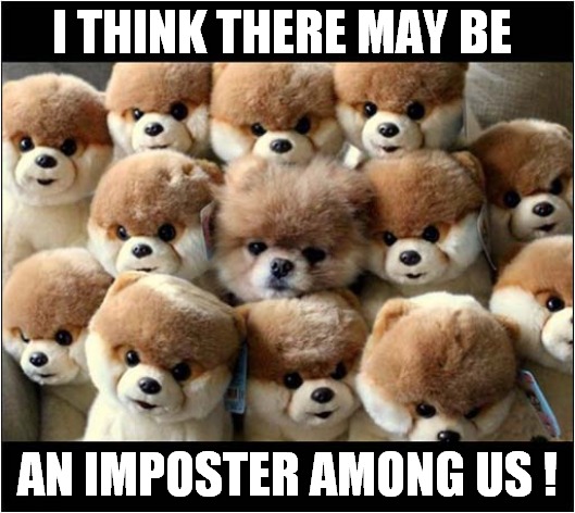 Something's Not Right ? | I THINK THERE MAY BE; AN IMPOSTER AMONG US ! | image tagged in dogs,cuddly toys,imposter,among us | made w/ Imgflip meme maker