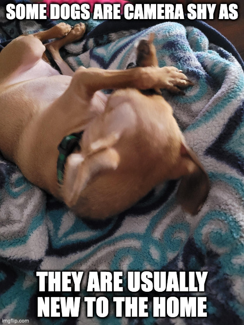 Camera Shy Chihuahua | SOME DOGS ARE CAMERA SHY AS; THEY ARE USUALLY NEW TO THE HOME | image tagged in dogs,memes | made w/ Imgflip meme maker