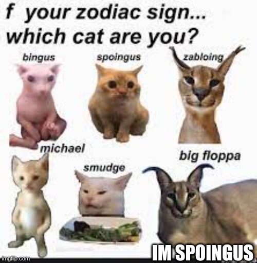 Choose Your Fighter! | IM SPOINGUS | image tagged in bingus | made w/ Imgflip meme maker