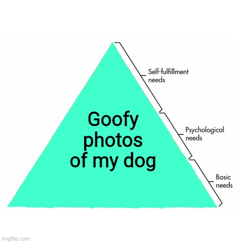 Goofy photos of my dog | image tagged in msmg | made w/ Imgflip meme maker