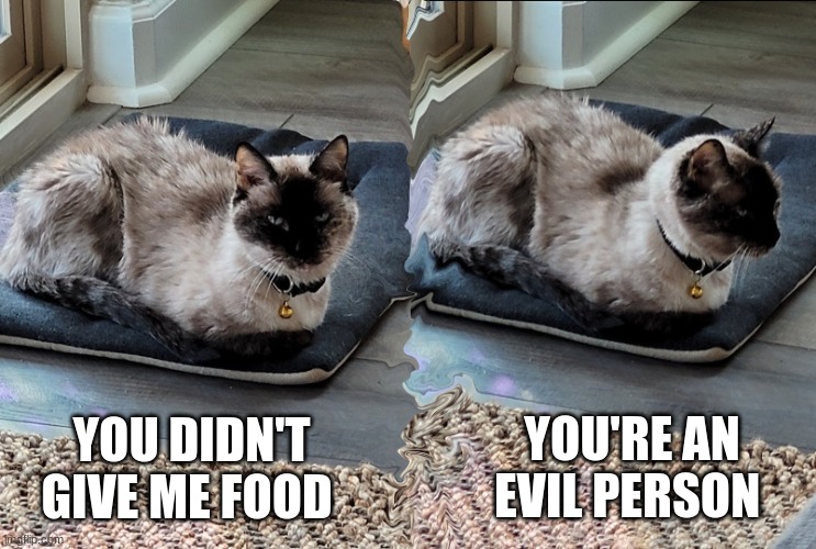 No give food???/ | YOU'RE AN EVIL PERSON; YOU DIDN'T GIVE ME FOOD | image tagged in cocoa the sassy cat | made w/ Imgflip meme maker