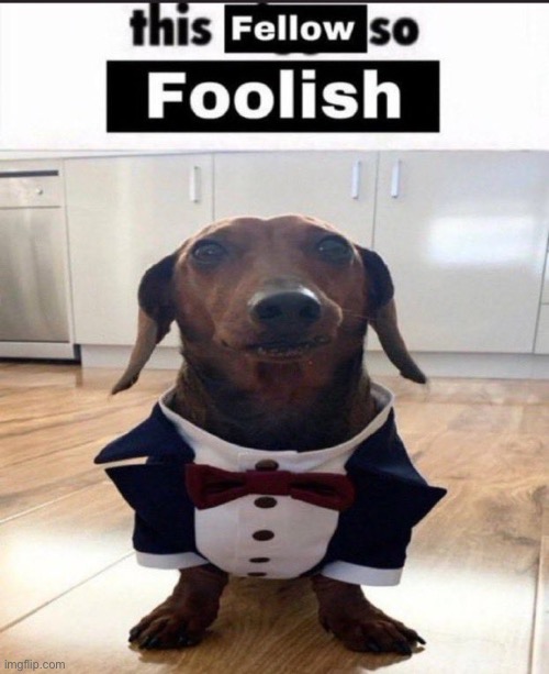 This fellow is so foolish | image tagged in this fellow is so foolish | made w/ Imgflip meme maker