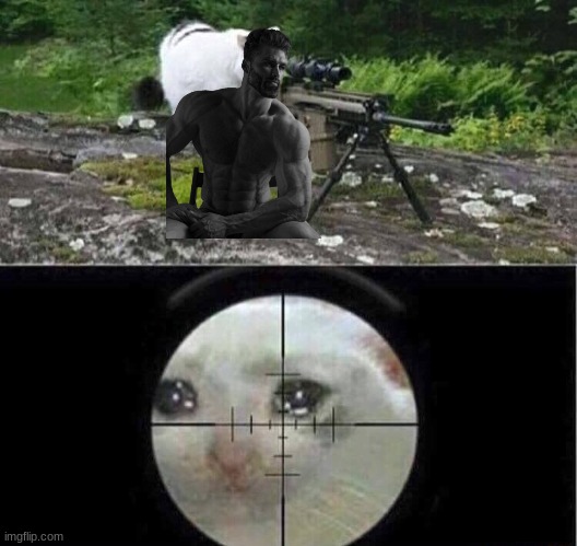 Sniper cat | image tagged in sniper cat | made w/ Imgflip meme maker