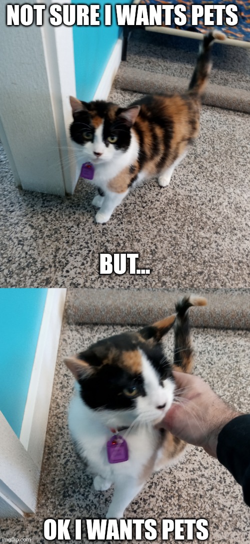 KITTY LIKES PETS | NOT SURE I WANTS PETS; BUT... OK I WANTS PETS | image tagged in cats,funny cats | made w/ Imgflip meme maker