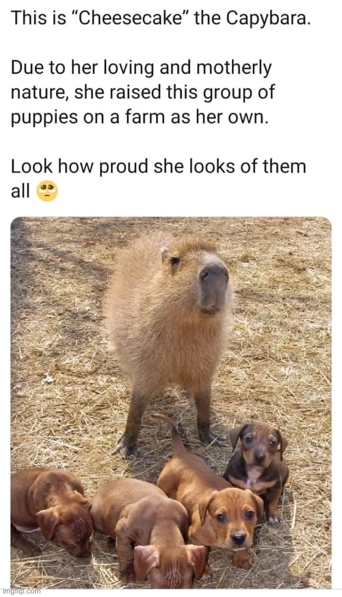 image tagged in animals,wholesome,dogs,capybara,cute,memes | made w/ Imgflip meme maker