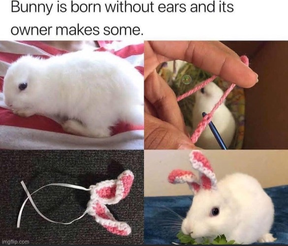 image tagged in wholesome,wholesome content,bunny,bunnies,animals,memes | made w/ Imgflip meme maker
