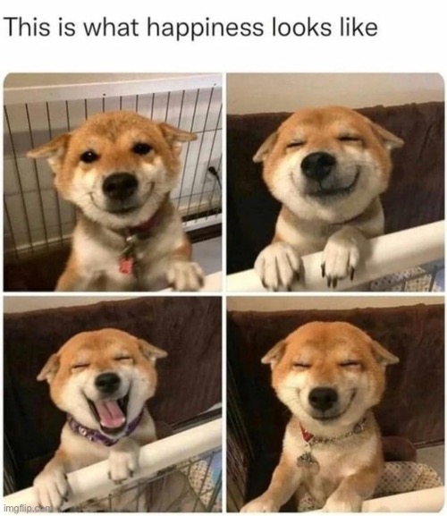 This is what happiness looks like | image tagged in wholesome,wholesome content,dogs,cute,animals,memes | made w/ Imgflip meme maker