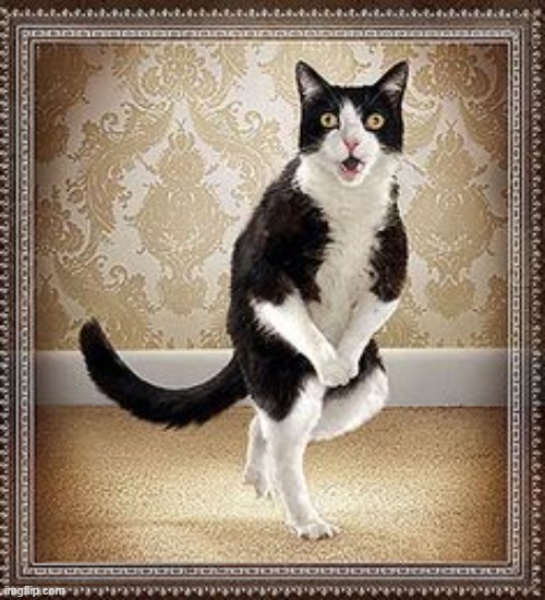 cat pee pee dance | image tagged in cat pee pee dance | made w/ Imgflip meme maker