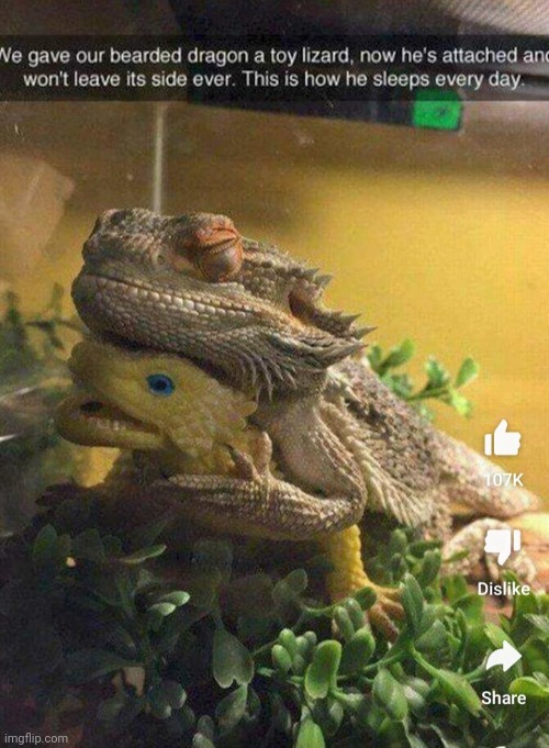 Wholesome lizard | image tagged in bearded dragon,cute,wholesome | made w/ Imgflip meme maker