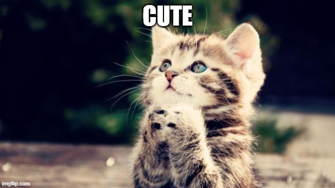 Cute kitten | CUTE | image tagged in cute kitten | made w/ Imgflip meme maker