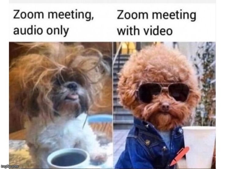 image tagged in memes,funny,dogs | made w/ Imgflip meme maker