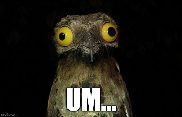 Weird Stuff I Do Potoo Meme | UM... | image tagged in memes,weird stuff i do potoo | made w/ Imgflip meme maker