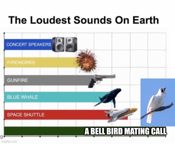 These birds are actually the loudest bird on earth. They are in fact loud enough to damage the human ear | A BELL BIRD MATING CALL | image tagged in the loudest sounds on earth,birds,mating call,loud | made w/ Imgflip meme maker