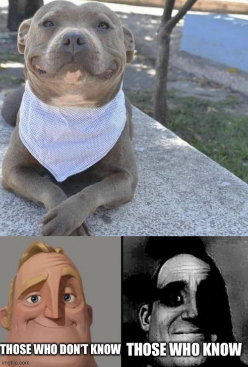 Waiter! Waiter! | image tagged in repost,dogs,waiter,mr incredible becoming uncanny,memes,funny | made w/ Imgflip meme maker