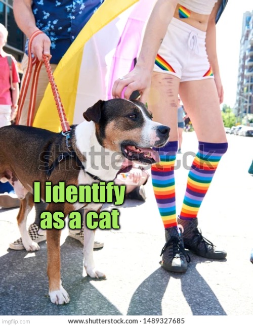 I identify as a cat | made w/ Imgflip meme maker