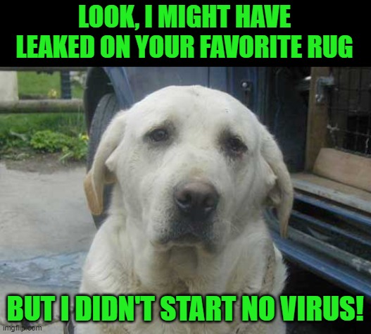 Not that kind of lab or leak. | LOOK, I MIGHT HAVE LEAKED ON YOUR FAVORITE RUG; BUT I DIDN'T START NO VIRUS! | image tagged in ok labrador,covid,china,cover up | made w/ Imgflip meme maker