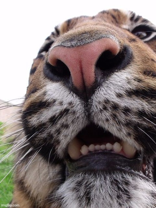Tiger | image tagged in close up | made w/ Imgflip meme maker