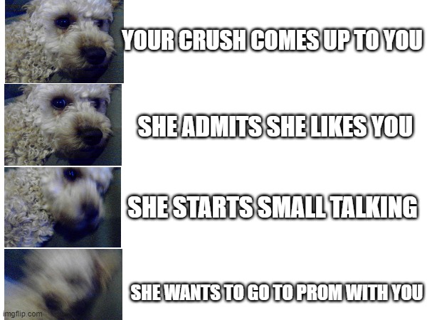 Yay I Did It | YOUR CRUSH COMES UP TO YOU; SHE ADMITS SHE LIKES YOU; SHE STARTS SMALL TALKING; SHE WANTS TO GO TO PROM WITH YOU | image tagged in doge,dogs,dog,doggo,funny,funny memes | made w/ Imgflip meme maker