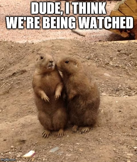 DUDE, I THINK WE'RE BEING WATCHED | image tagged in whispering prairie dog | made w/ Imgflip meme maker