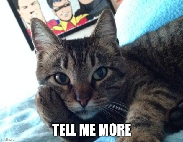 Tell me more cat | TELL ME MORE | image tagged in tell me more cat | made w/ Imgflip meme maker