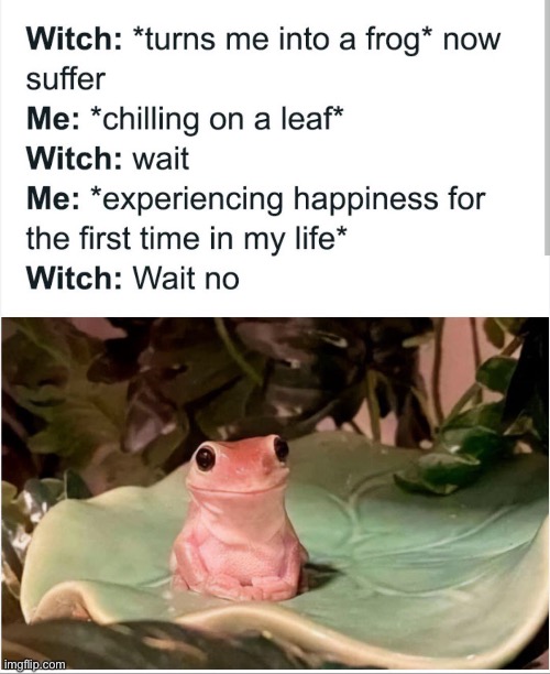 poor witch | image tagged in wholesome,wholesome content,repost,memes,frog,funny | made w/ Imgflip meme maker