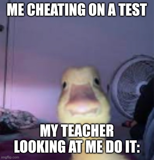 Epic | ME CHEATING ON A TEST; MY TEACHER LOOKING AT ME DO IT: | image tagged in duck | made w/ Imgflip meme maker