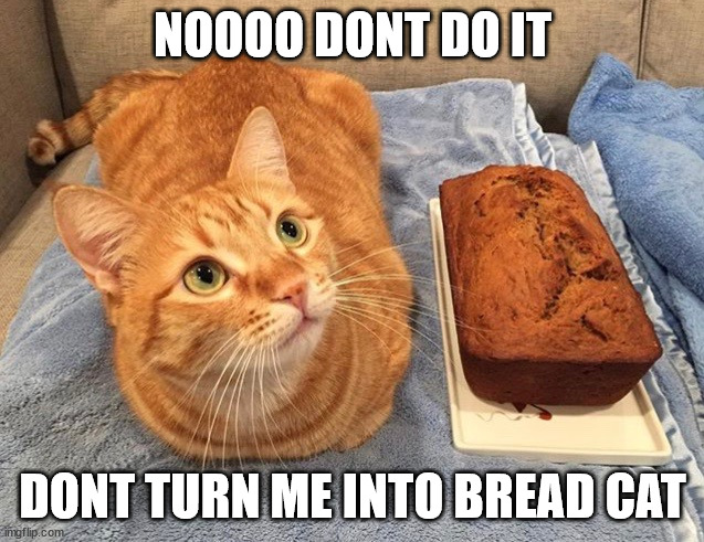 bread cat | NOOOO DONT DO IT; DONT TURN ME INTO BREAD CAT | image tagged in memes | made w/ Imgflip meme maker