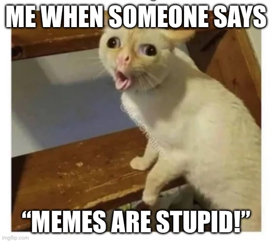 Bruh | ME WHEN SOMEONE SAYS; “MEMES ARE STUPID!” | image tagged in coughing cat | made w/ Imgflip meme maker