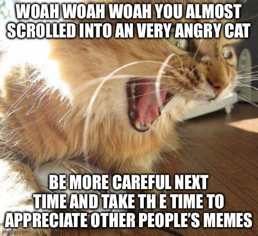 Just be careful ok? | WOAH WOAH WOAH YOU ALMOST SCROLLED INTO AN VERY ANGRY CAT; BE MORE CAREFUL NEXT TIME AND TAKE TH E TIME TO APPRECIATE OTHER PEOPLE’S MEMES | image tagged in angry cat | made w/ Imgflip meme maker