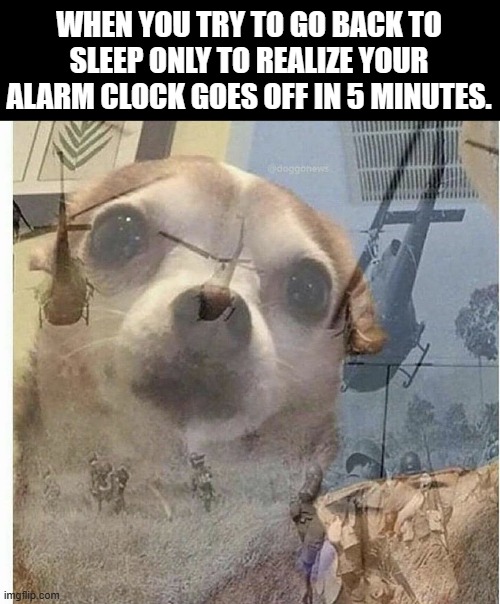 Can't sleep peacefully. | WHEN YOU TRY TO GO BACK TO SLEEP ONLY TO REALIZE YOUR ALARM CLOCK GOES OFF IN 5 MINUTES. | image tagged in ptsd chihuahua,memes | made w/ Imgflip meme maker