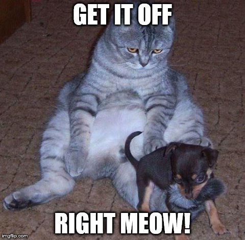 GET IT OFF RIGHT MEOW! | image tagged in get it off,first world cat problems kitty,funny,cats | made w/ Imgflip meme maker