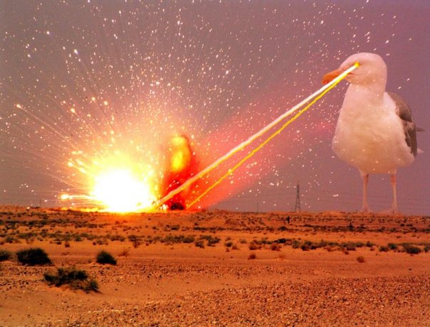High Quality Laser seagull on the attack Blank Meme Template