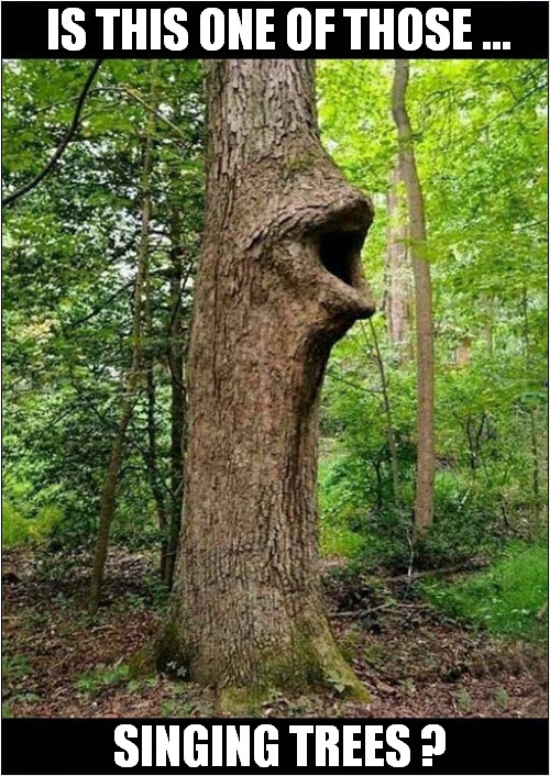 ♫ Dooby, Dooby, Doo ♫ | IS THIS ONE OF THOSE ... SINGING TREES ? | image tagged in singing,trees | made w/ Imgflip meme maker