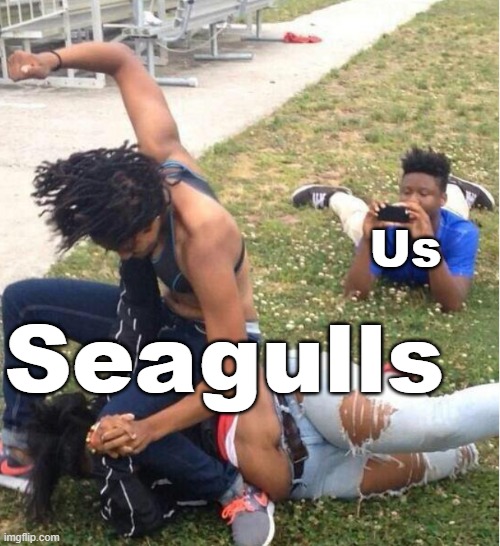 Guy recording a fight | Us Seagulls | image tagged in guy recording a fight | made w/ Imgflip meme maker