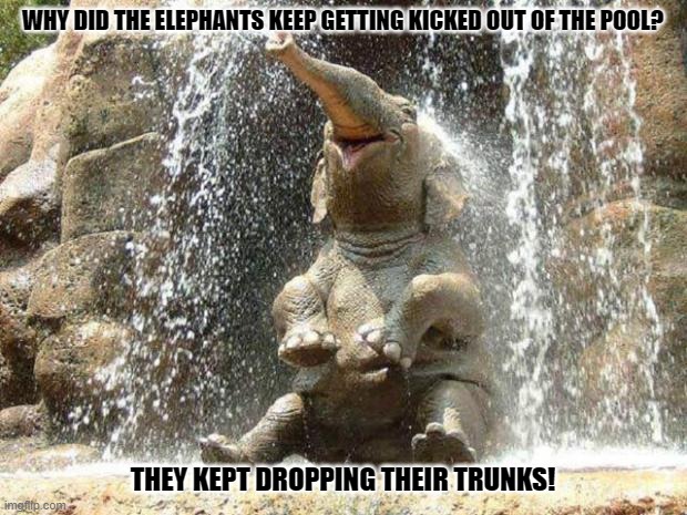 Daily Bad Dad Joke March 1 2023 | WHY DID THE ELEPHANTS KEEP GETTING KICKED OUT OF THE POOL? THEY KEPT DROPPING THEIR TRUNKS! | image tagged in baby elephant | made w/ Imgflip meme maker