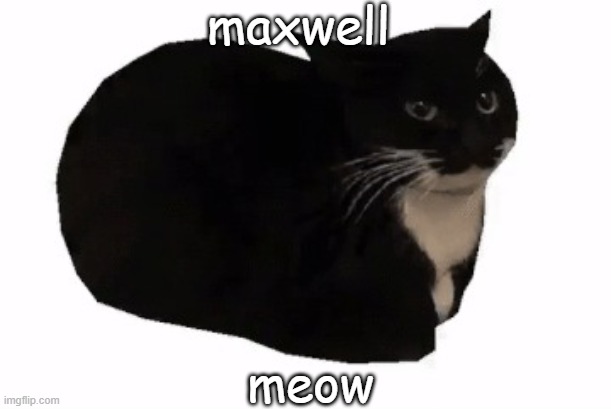 maxwell the cat | maxwell; meow | image tagged in maxwell the cat | made w/ Imgflip meme maker